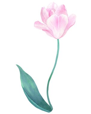 Pembe lale pastel renklerde yeşil yaprak sapı üzerinde. El suluboya resim çekilmiş. Beyaz izole.