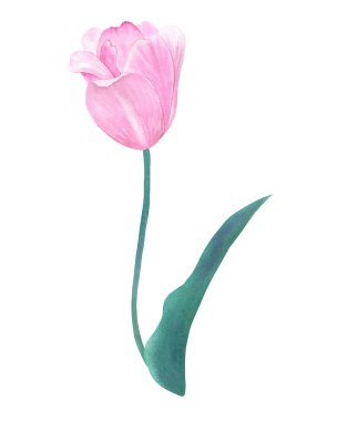 Pembe lale pastel renklerde yeşil yaprak sapı üzerinde. El suluboya resim çekilmiş. Beyaz izole.