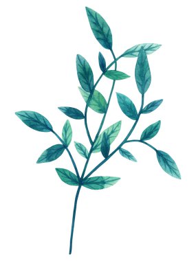 Dalı dekoratif yeşil yaprakları. El suluboya resim çekilmiş. Beyaz izole .