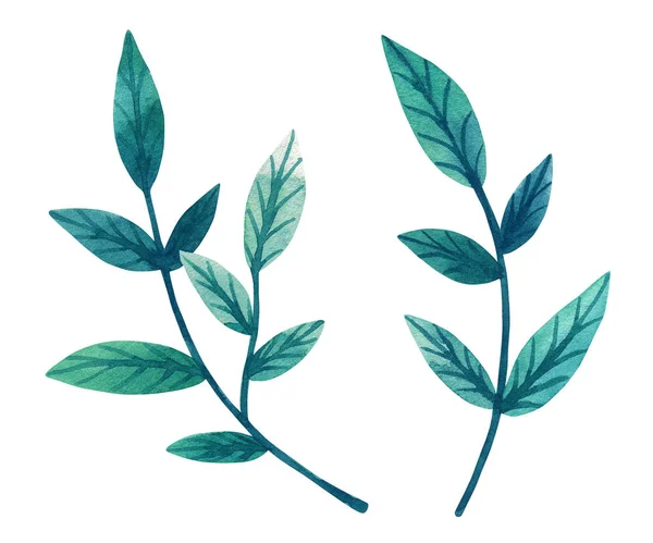 Folhas Verdes Decorativas Ramo Ilustração Aquarela Desenhada Mão Isolado Branco — Fotografia de Stock