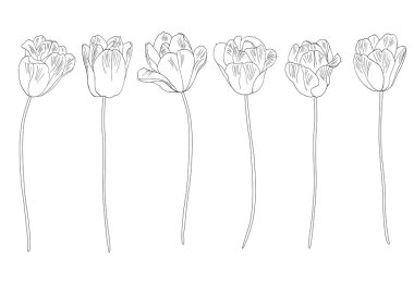 Lale. El vektör çizim çekilmiş. Tek renkli siyah ve beyaz mürekkep kroki. Hat sanatı. Beyaz izole. Boyama sayfası
