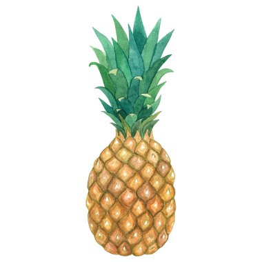 Ananas. El suluboya resim çekilmiş. Beyaz izole
