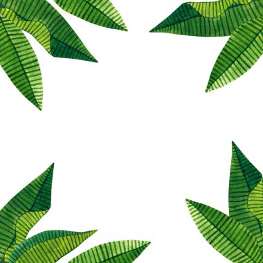 Yeşil tropikal yaprak şablonu. El suluboya resim çekilmiş. Beyaz izole.