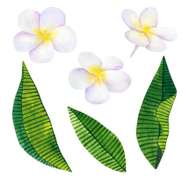 Frangipani veya plumeria. Beyaz çiçekler ve yeşil tropikal yaprak. El suluboya resim çekilmiş. Beyaz izole.