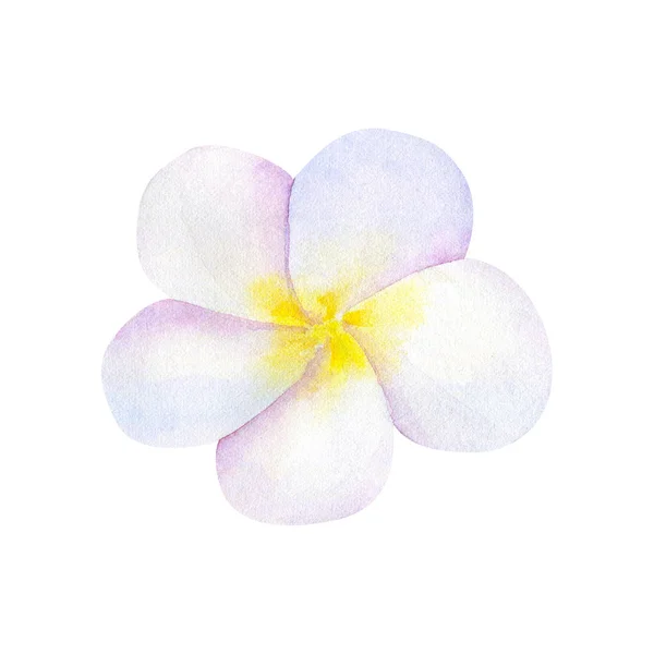 Frangipani Plumeria Flor Branca Ilustração Aquarela Desenhada Mão Isolado Branco — Fotografia de Stock