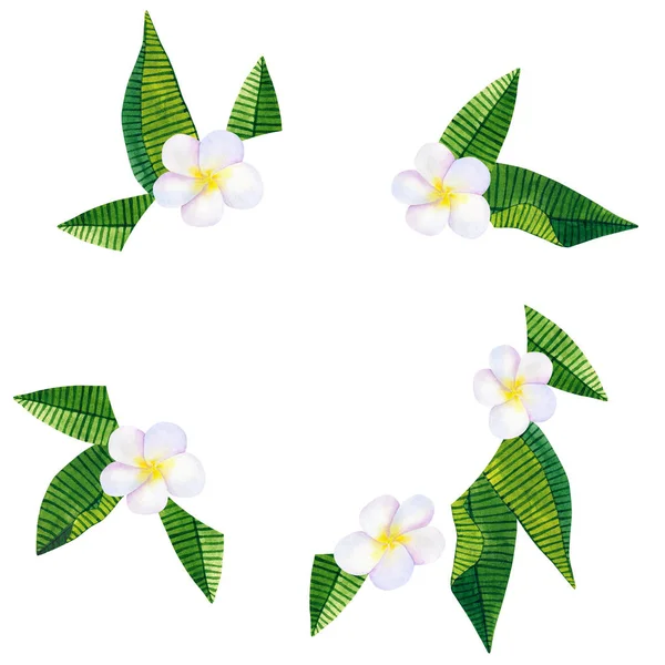 Frangipani Plumeria White Flowers Green Tropical Leaves Frame Template Hand — Stock Photo, Image