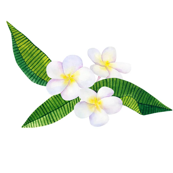 Frangipani Plomería Flores Blancas Hojas Verdes Tropicales Ilustración Acuarela Dibujada — Foto de Stock