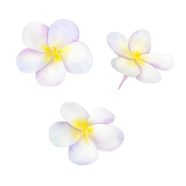 Frangipani Plomería Flores Blancas Ilustración Acuarela Dibujada Mano Aislado Sobre — Foto de Stock