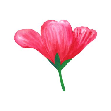 Güzel pembe kırmızı çiçek ebegümeci.