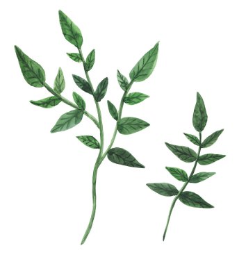 Suluboya öğeleri. İki taze yeşil dallar üzerinde beyaz izole.