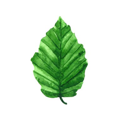 Suluboya elle çizilmiş şekil. Taze yaprak yeşil.