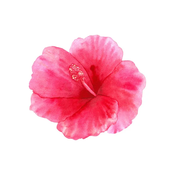 Belo Rosa Hibisco Flor Vermelha — Fotografia de Stock