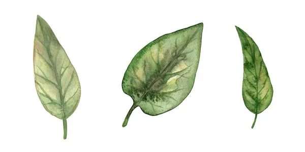 一套绿色的新鲜叶子 设计元素 手绘水彩插图 在白色上隔离 — 图库照片