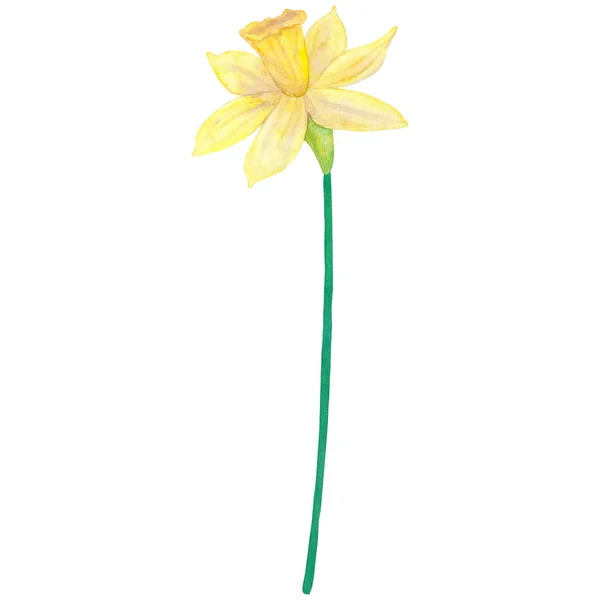 Νάρκισσος. Κίτρινο λουλούδι. Ακουαρέλα χέρι εικονογράφηση. Απομονωμένα σε λευκό φόντο. — Φωτογραφία Αρχείου