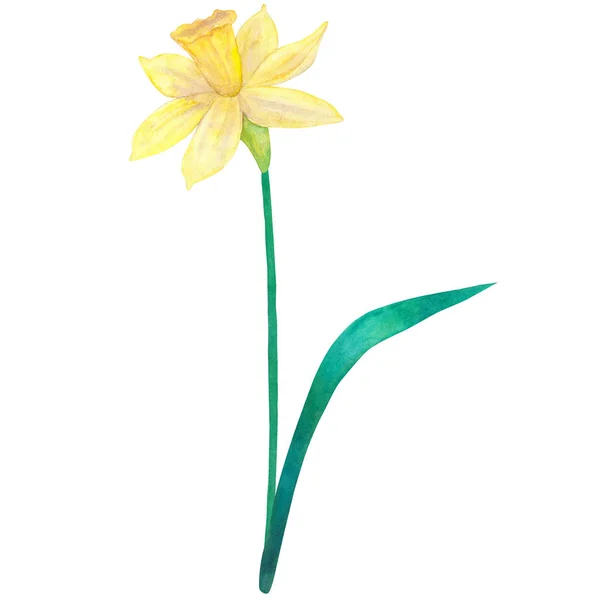 Narciso. Flor amarilla. Acuarela ilustración dibujada a mano. Aislado sobre fondo blanco . — Foto de Stock