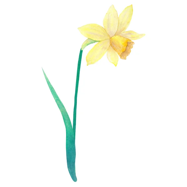 Νάρκισσος. Κίτρινο λουλούδι. Ακουαρέλα χέρι εικονογράφηση. Απομονωμένα σε λευκό φόντο. — Φωτογραφία Αρχείου