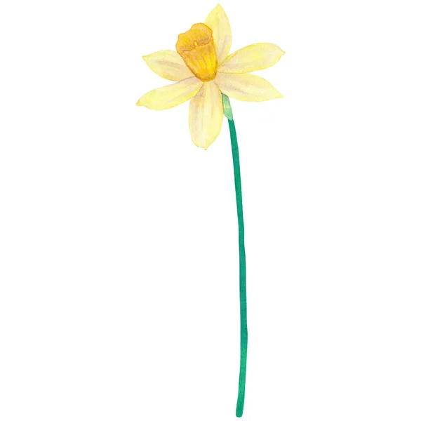 Narciso. Flor amarilla. Acuarela ilustración dibujada a mano. Aislado sobre fondo blanco . — Foto de Stock