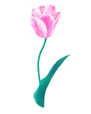 Pastel renklerde yeşil yaprak ile kök Pembe lale. El çizilmiş suluboya illüstrasyon. Beyaz arka planda yalıtılmış.