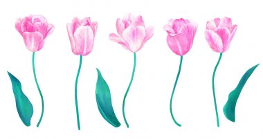 Oluşan ve yaprakları ile Pembe lale seti. Pastel renklerde tasarım elemanları. El çizilmiş suluboya illüstrasyon. Beyaz arka planda yalıtılmış.