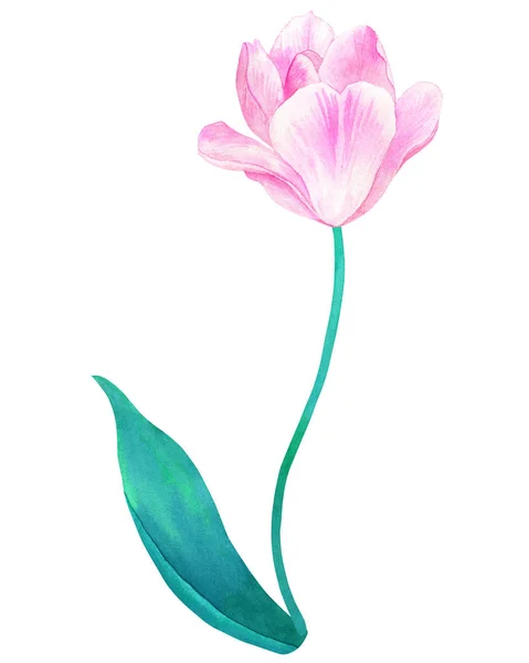Pink tulip on stem with green leaf in pastel colors. Hand drawn watercolor illustration. Isolated on white background. — Stock Photo, Image