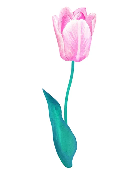 Tulipano rosa su stelo con foglia verde nei colori pastello. Illustrazione ad acquerello disegnata a mano. Isolato su sfondo bianco . — Foto Stock