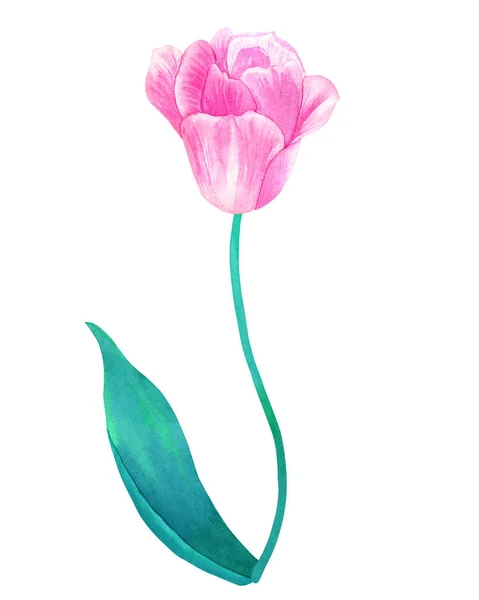 Tulipano rosa su stelo con foglia verde nei colori pastello. Illustrazione ad acquerello disegnata a mano. Isolato su sfondo bianco . — Foto Stock
