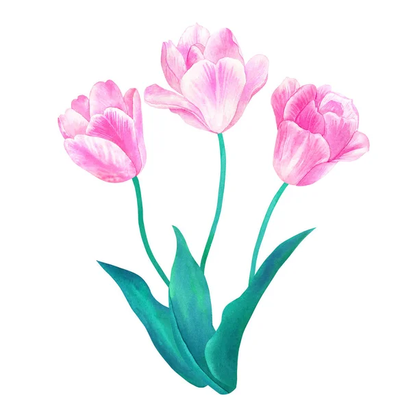 三个粉红色郁金香的花束, 绿叶柔和的颜色。手绘水彩插图。隔离在白色背景上. — 图库照片