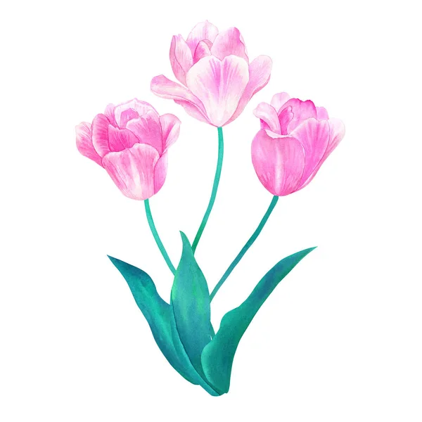 Bouquet of three pink tulips with green leaves in pastel colors. Hand drawn watercolor illustration. Isolated on white background. — Stock Photo, Image