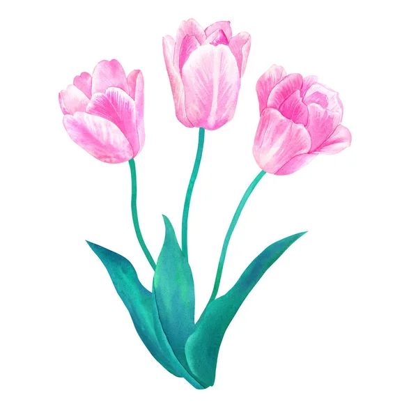 Bouquet di tre tulipani rosa con foglie verdi dai colori pastello. Illustrazione ad acquerello disegnata a mano. Isolato su sfondo bianco . — Foto Stock
