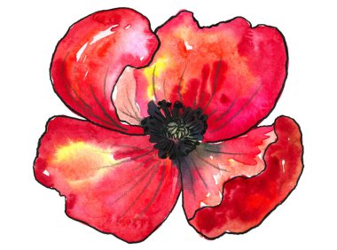 Kırmızı haşhaş. Renkli çiçek ve yeşil yaprak. Beyaz arka plan üzerine yalıtılmış suluboya el çizilmiş illüstrasyon.