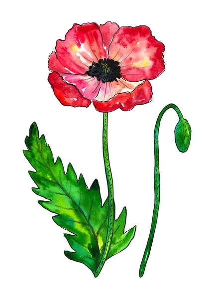 Roter Mohn. bunte Blume und grünes Blatt. Aquarell handgezeichnete Illustration isoliert auf weißem Hintergrund. — Stockfoto