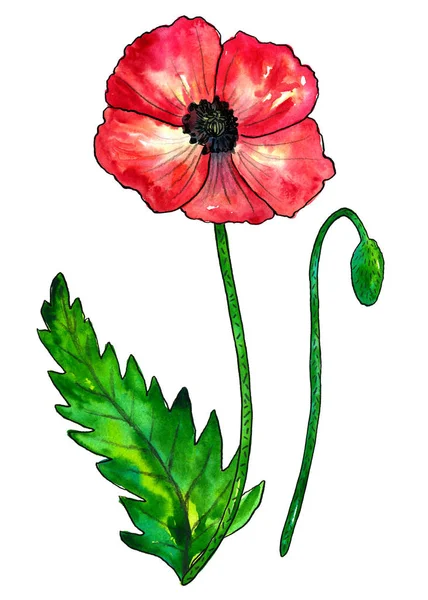 Czerwony MAK. Kolorowy kwiat i zielony liść. Akwarela ręcznie rysowana ilustracja na białym tle. — Zdjęcie stockowe