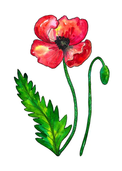 Papavero rosso. Fiore colorato e foglia verde. Illustrazione disegnata a mano ad acquerello isolata su sfondo bianco . — Foto Stock