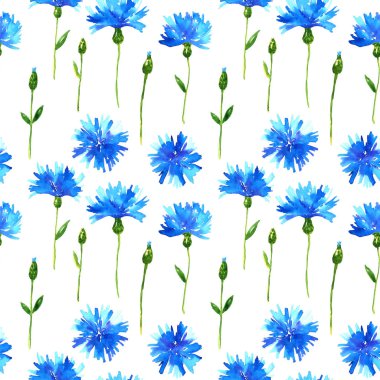 Cornflowers ile dikişsiz desen. Mavi güzel çiçekler. Elle çizilmiş suluboya illüstrasyon. Baskı, kumaş, tekstil, duvar kağıdı için doku.