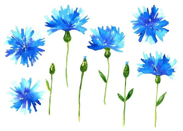 Cornflowers. Hermosas flores azules. Ilustración acuarela dibujada a mano. Aislado sobre fondo blanco . — Foto de Stock