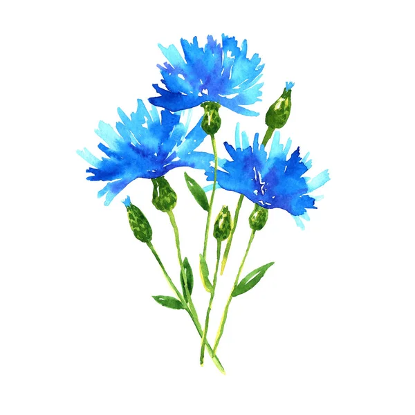 옥수수 꽃다발. 푸른 아름다운 꽃입니다. 손으로 그린 수채화 그림입니다. 흰색 배경에 격리. — 스톡 사진