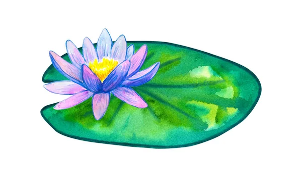 Blue pink water lily on green leaf. Hand drawn watercolor illustration. Isolated on white background. — Stock Photo, Image