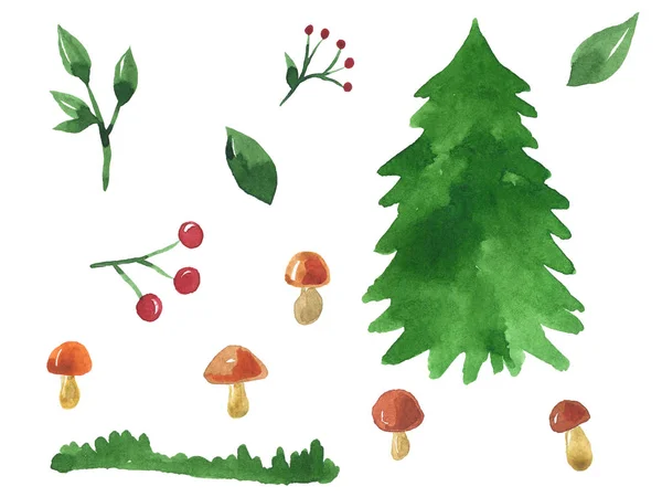 Forest things. Set of elements for design. Spruce, mushrooms, berries, branches. Hand drawn watercolor illustration. Isolated on white background.