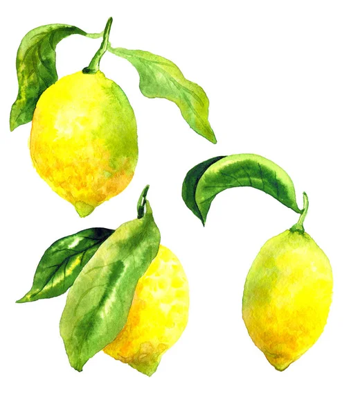 Limones con hojas verdes. Frutas amarillas brillantes. Elementos botánicos para el diseño. Ilustración acuarela dibujada a mano. Aislado sobre fondo blanco . —  Fotos de Stock