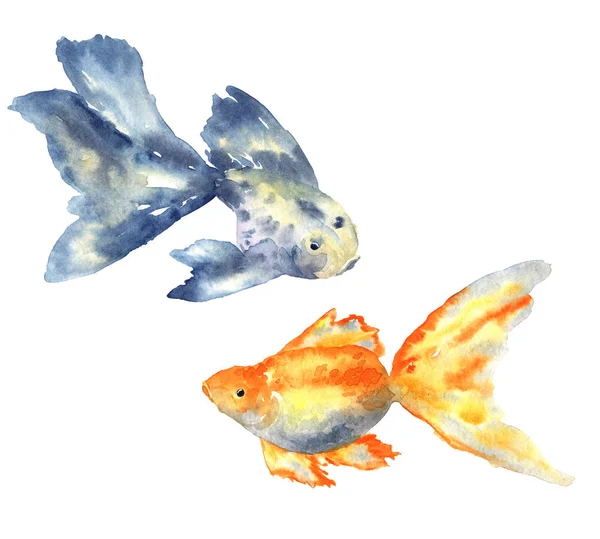 Belo peixe azul com barbatana grande e peixinho dourado. ilustração aquarela desenhada à mão. Isolado sobre fundo branco . — Fotografia de Stock