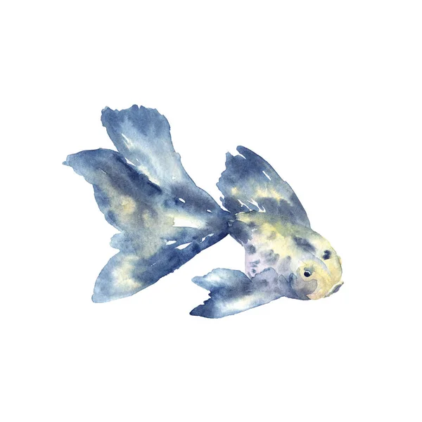 Όμορφο μπλε ψάρι με μεγάλο πτερύγιο. Εικονογράφηση υδατογραφηματού. Απομονωμένη σε λευκό φόντο. — Φωτογραφία Αρχείου