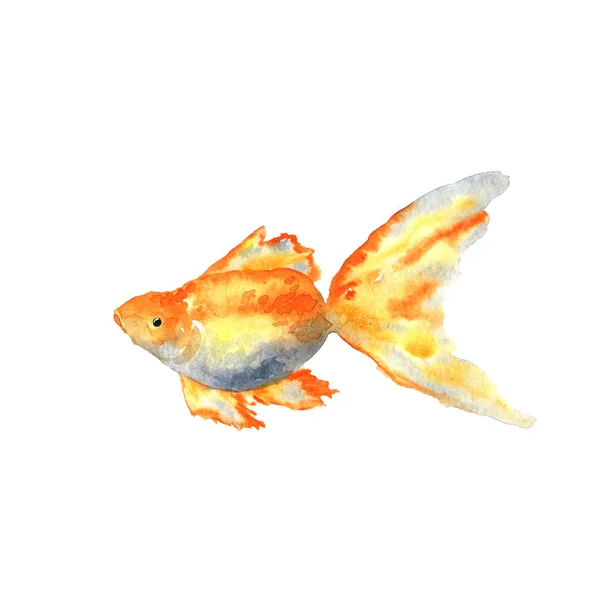 Beautiful goldfish. Hand drawn watercolor illustration. Isolated on white background. — Stock Photo, Image