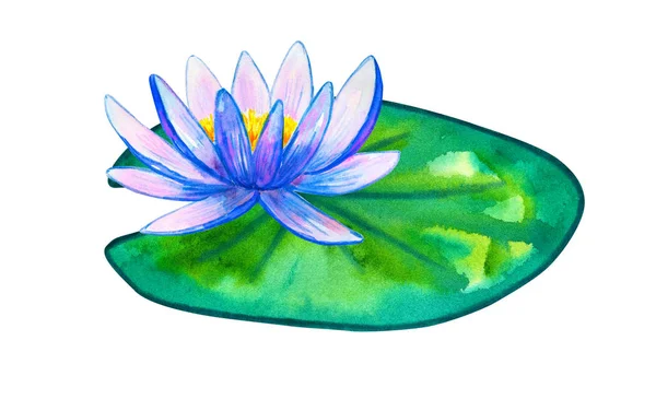 Nénuphar rose bleu sur feuille verte. Illustration aquarelle dessinée à la main. Isolé sur fond blanc . — Photo