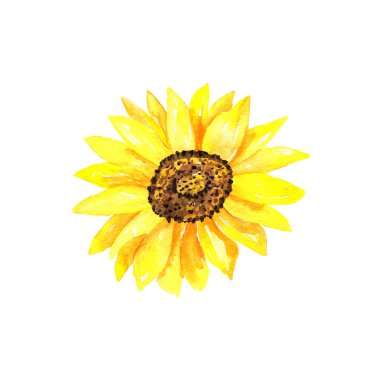 Parlak ayçiçeği. Elle çizilmiş suluboya illüstrasyon. Beyaz arka planda yalıtılmış.