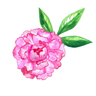 Güzel parlak pembe şakayık. Elle çizilmiş suluboya illüstrasyon. Beyaz arka planda yalıtılmış.