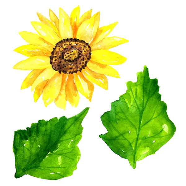 Jasny słonecznik z zielonymi liśćmi. Ręcznie rysowane akwarela ilustracji. Izolowane na białym tle. — Zdjęcie stockowe