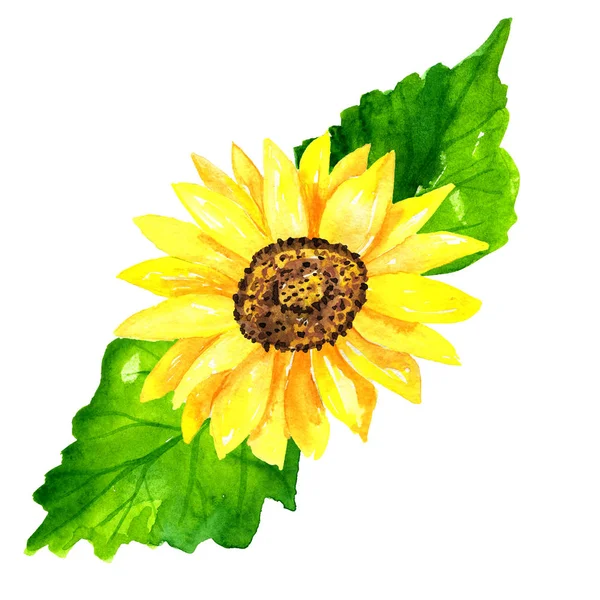 Jasny słonecznik z zielonymi liśćmi. Ręcznie rysowane akwarela ilustracji. Izolowane na białym tle. — Zdjęcie stockowe