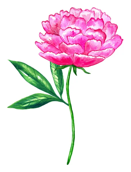Bella peonia rosa brillante. Illustrazione ad acquerello disegnata a mano. Isolato su sfondo bianco . — Foto Stock