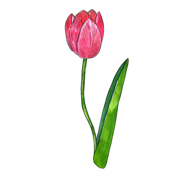 Tulipa rosa vermelha com folha. Mão desenhada aquarela e tinta ilustração. Isolado sobre fundo branco . — Fotografia de Stock