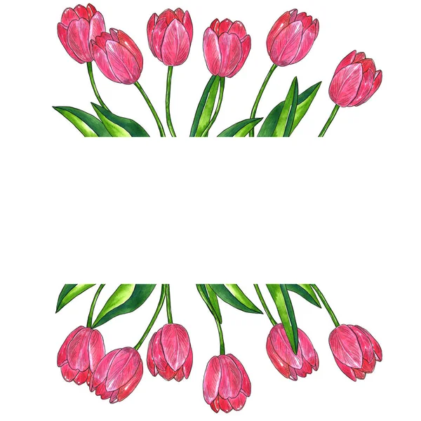 Modello rettangolare per il design. Tulipani rosa rossi con foglie. Illustrazione ad acquerello e inchiostro disegnata a mano. Isolato su sfondo bianco . — Foto Stock